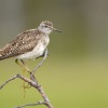 Vodous bahenni - Tringa glareola - Wood Sandpiper 0187